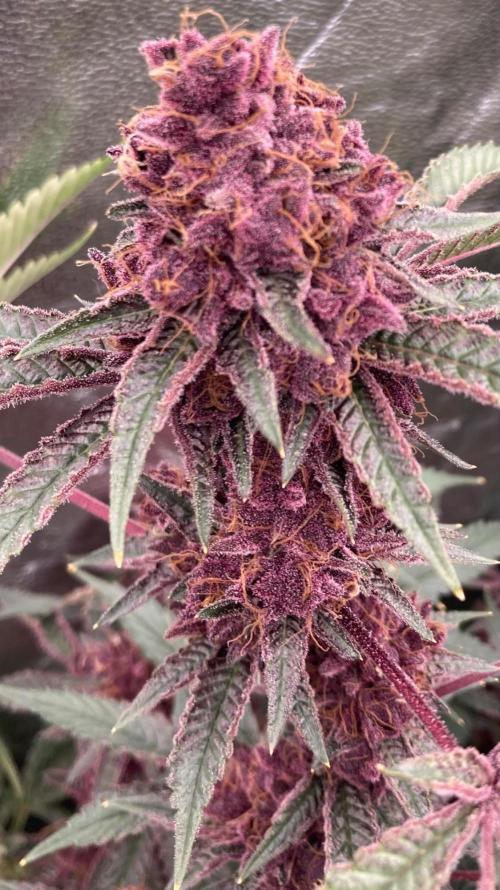 Pora’s Purple CN#6 (Relentless Genetics). Week 10