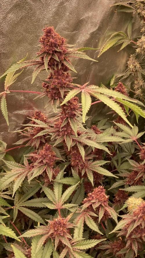 Pora’s Purple CN#6 (Relentless Genetics). Week 10
