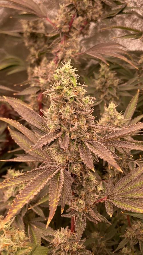 Pineapple Mojito S1. Week 20