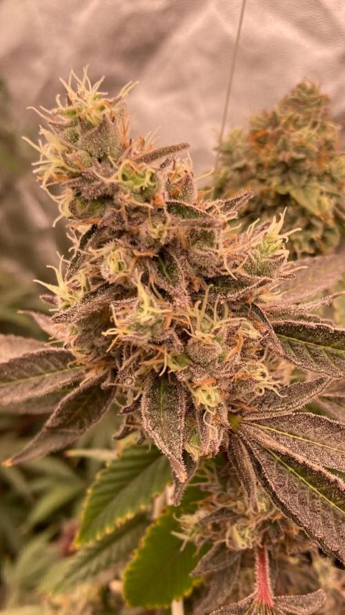 Pineapple Mojito S1. Week 20