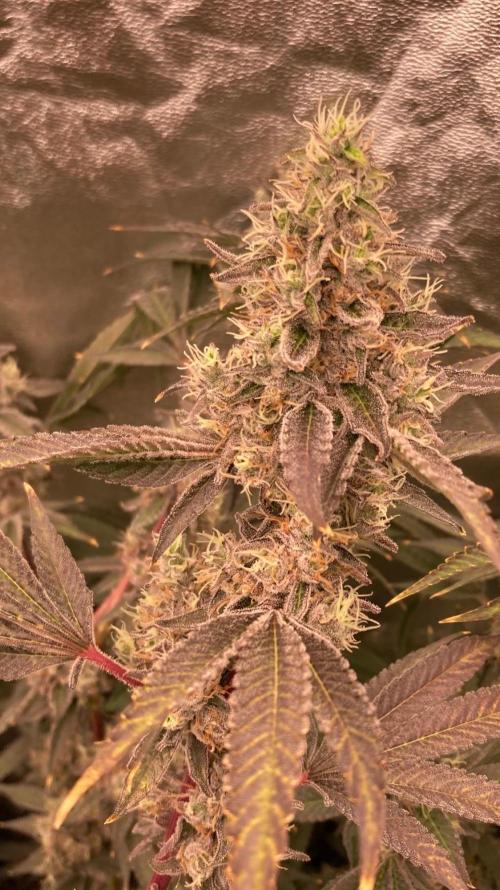 Pineapple Mojito S1. Week 20