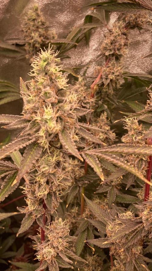 Pineapple Mojito S1. Week 20