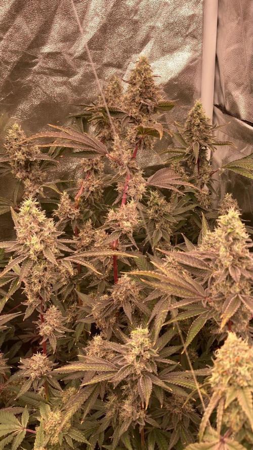 Pineapple Mojito S1. Week 20