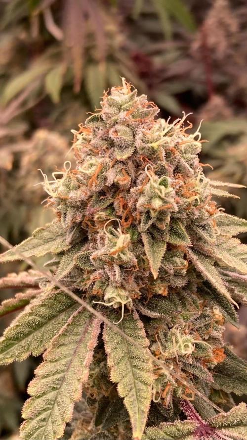 Windu (Wizard Trees). Week 25
