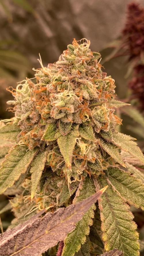 Windu (Wizard Trees). Week 25