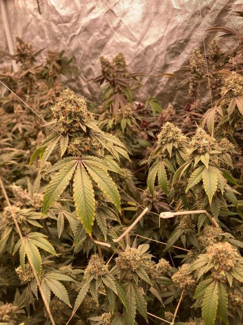 Windu (Wizard Trees). Week 25