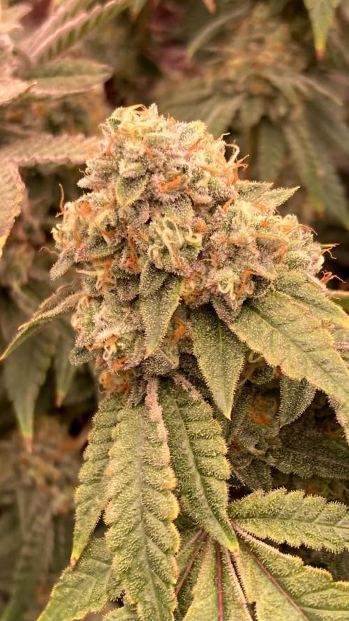 Windu (Wizard Trees). Week 25
