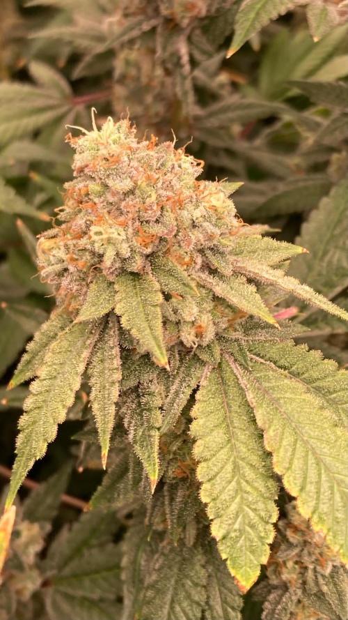 Windu (Wizard Trees). Week 25