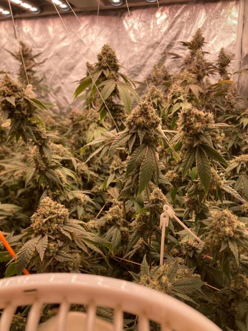 Windu (Wizard Trees). Week 25