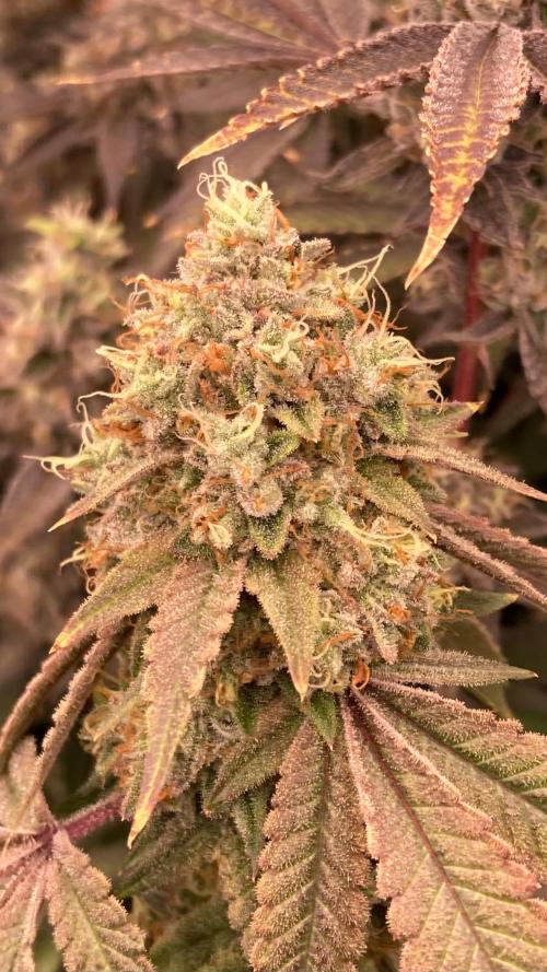 Windu (Wizard Trees). Week 25