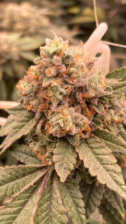 Windu (Wizard Trees). Week 25
