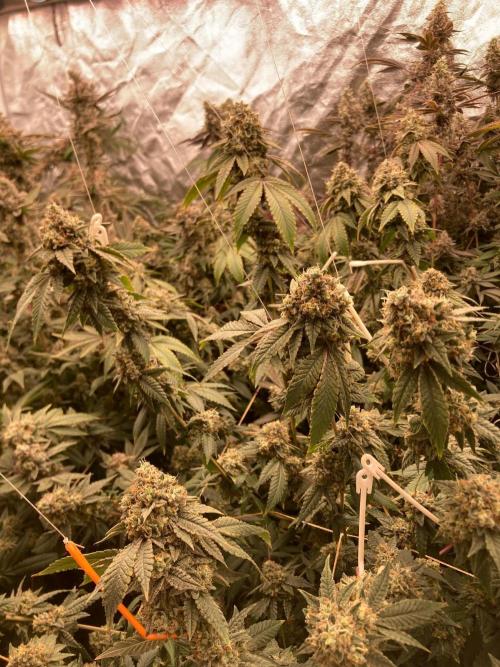 Windu (Wizard Trees). Week 25