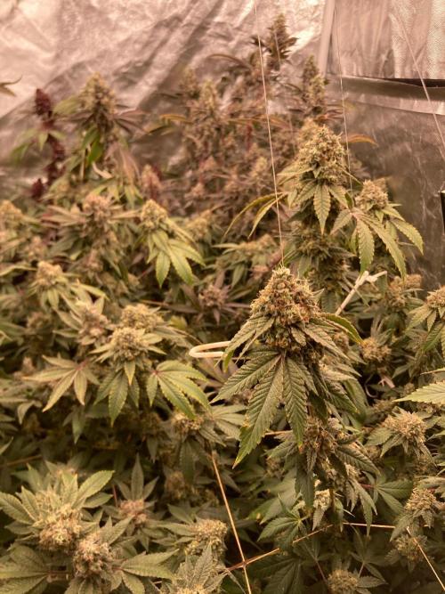 Windu (Wizard Trees). Week 25