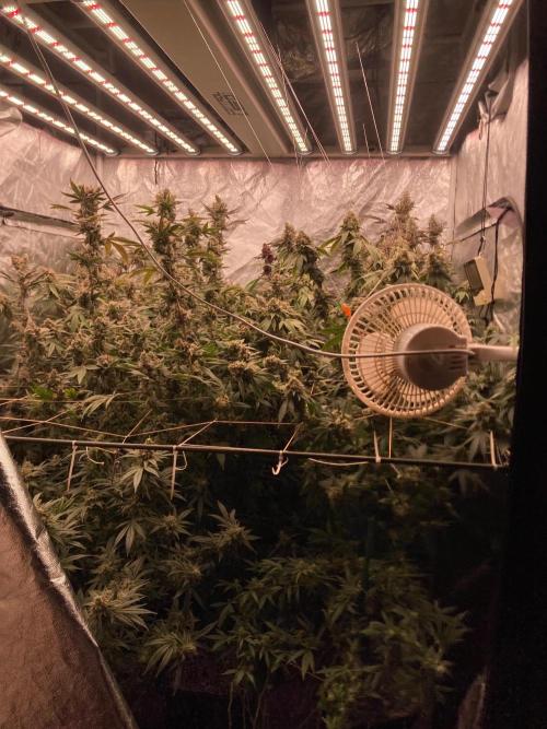 Windu (Wizard Trees). Week 25