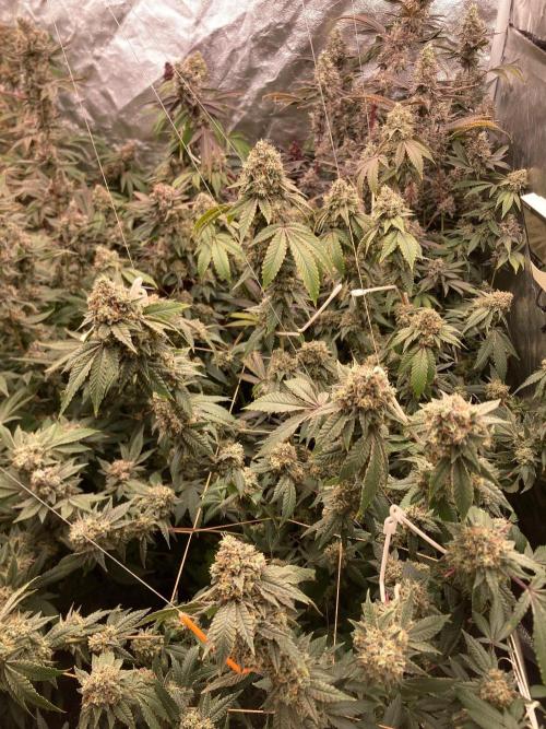 Windu (Wizard Trees). Week 25