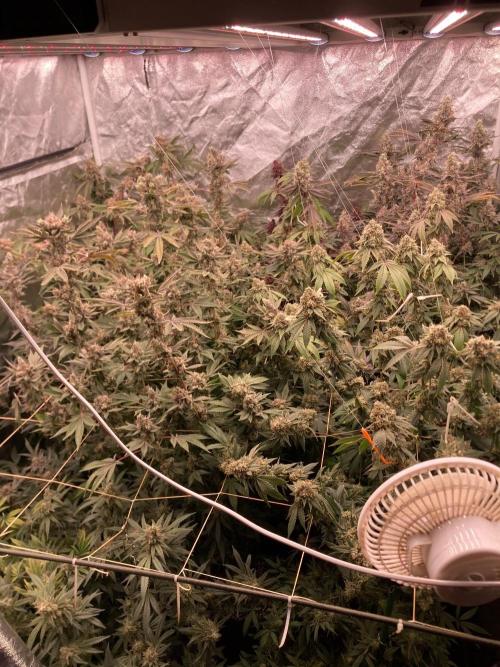Windu (Wizard Trees). Week 25