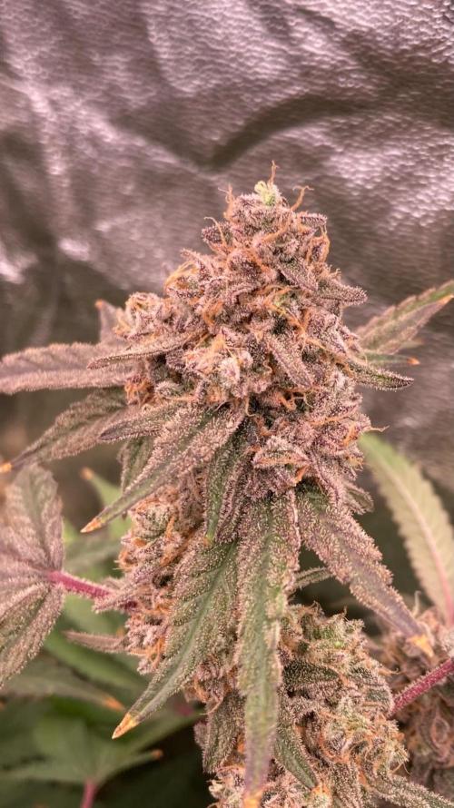 GasQuake (In House Genetics). Week 25