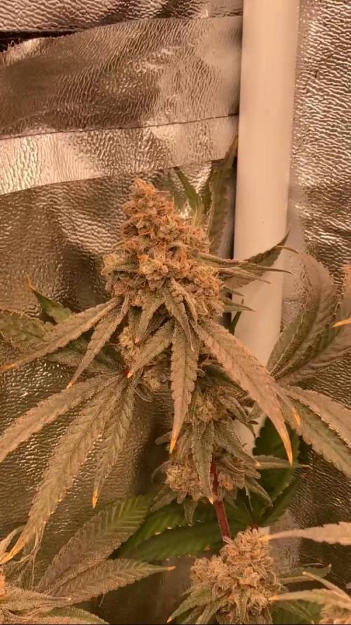 GasQuake (In House Genetics). Week 25