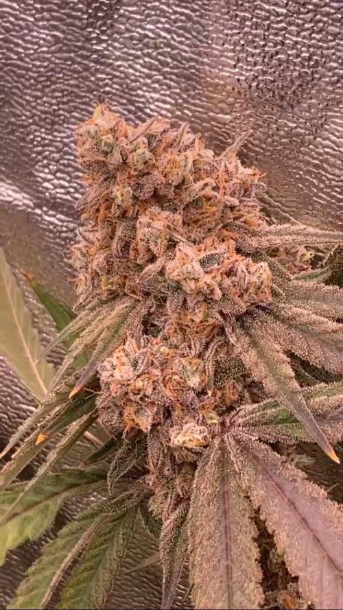 GasQuake (In House Genetics). Week 25