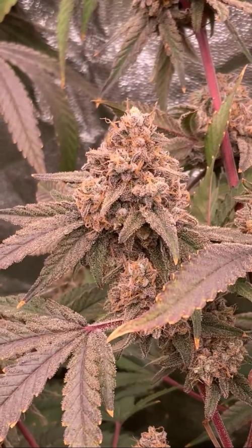 GasQuake (In House Genetics). Week 25