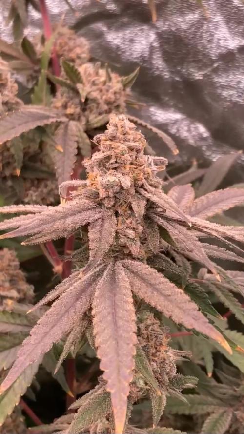 GasQuake (In House Genetics). Week 25