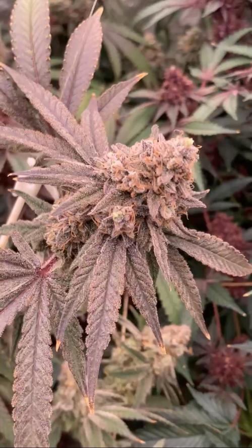 GasQuake (In House Genetics). Week 25