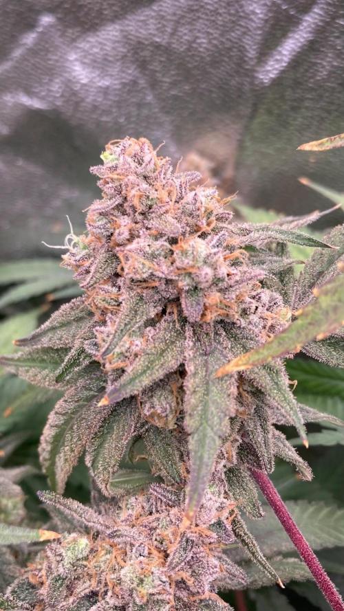 GasQuake (In House Genetics). Week 25