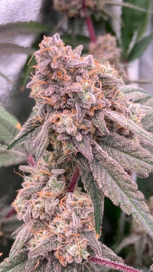 GasQuake (In House Genetics). Week 25