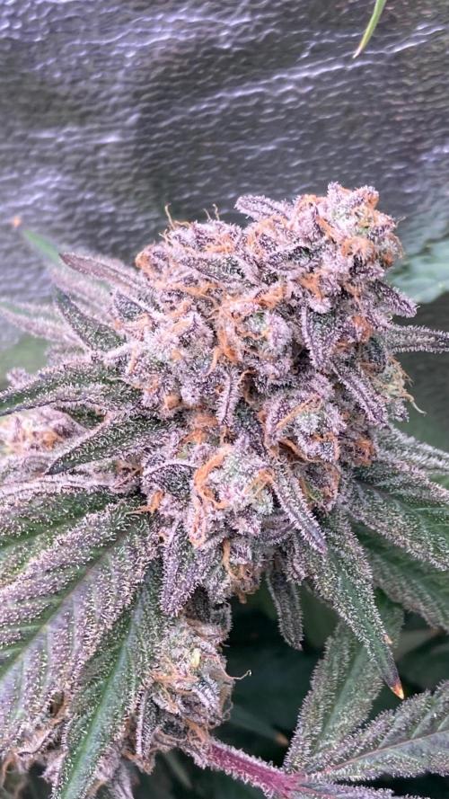 GasQuake (In House Genetics). Week 25