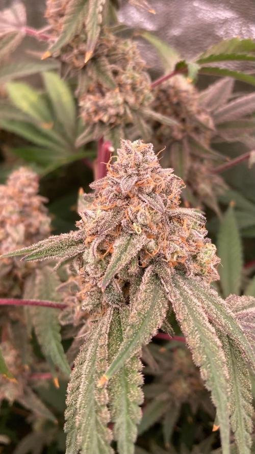 GasQuake (In House Genetics). Week 25