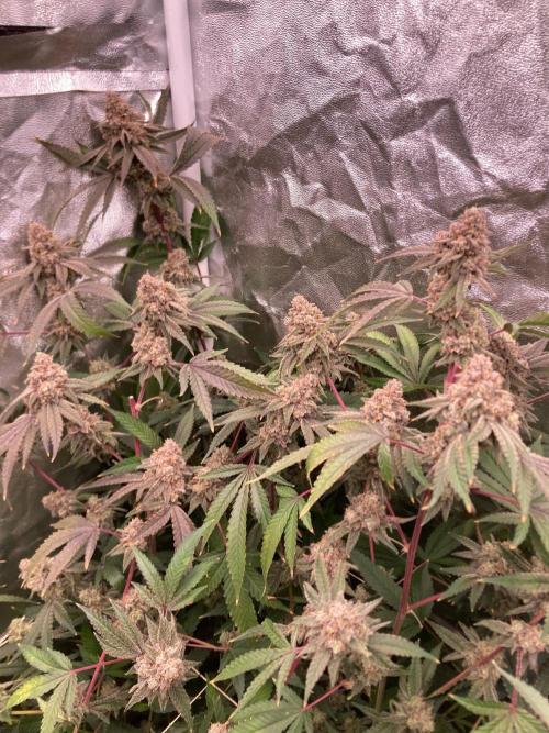 GasQuake (In House Genetics). Week 25