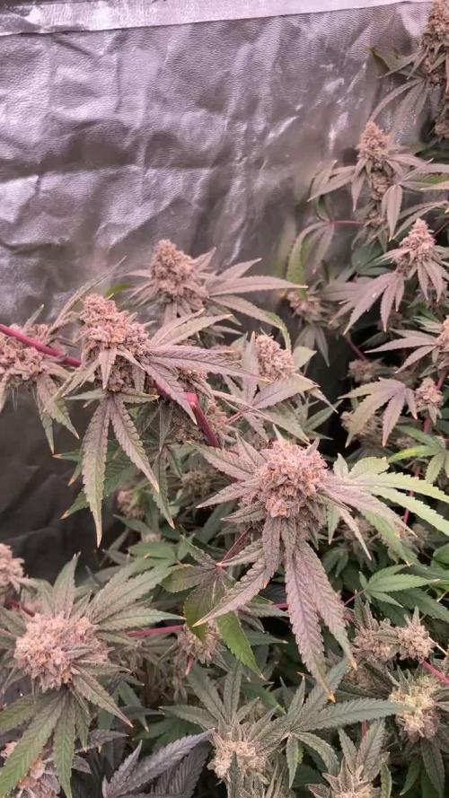 GasQuake (In House Genetics)
