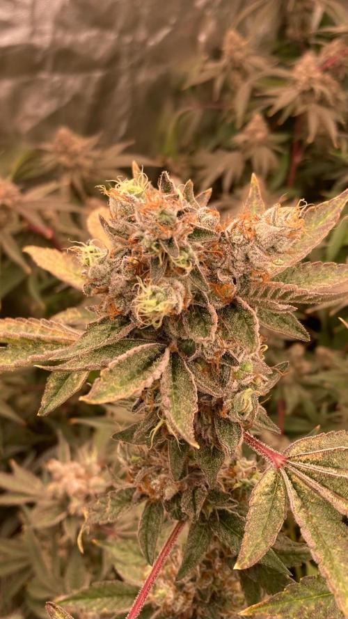 Jelly Breath S1 (In House Genetics). Week 25