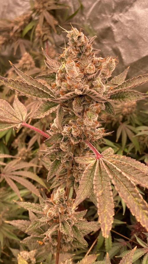 Jelly Breath S1 (In House Genetics). Week 25
