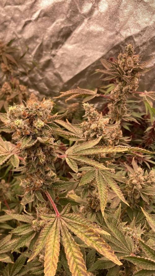 Jelly Breath S1 (In House Genetics). Week 25