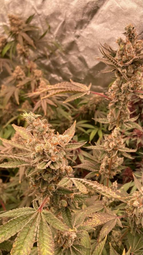 Jelly Breath S1 (In House Genetics). Week 25
