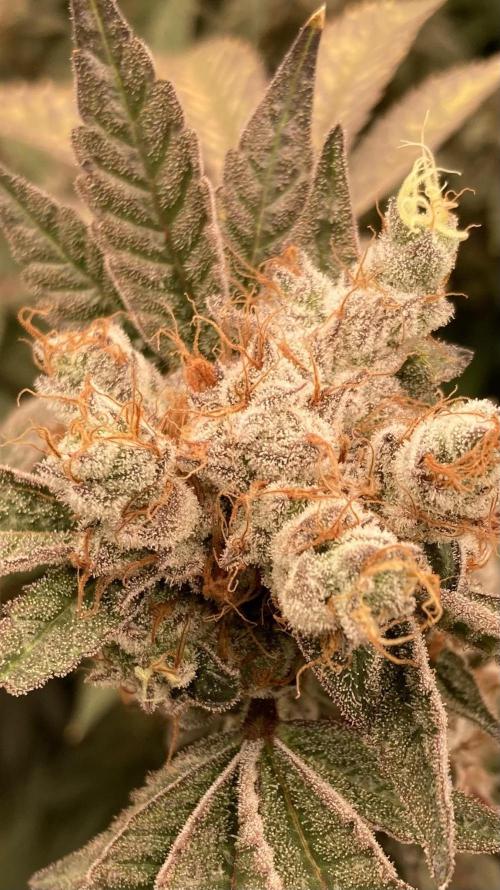 Jelly Breath S1 (In House Genetics). Week 25