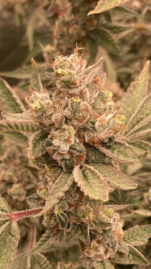 Jelly Breath S1 (In House Genetics). Week 25