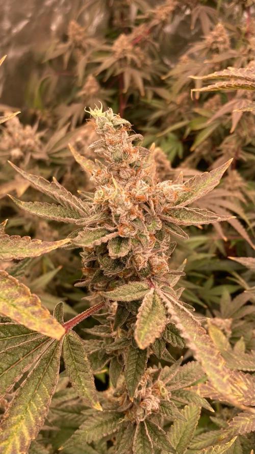 Jelly Breath S1 (In House Genetics). Week 25