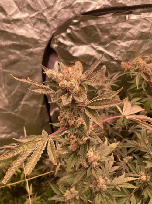 Jelly Breath S1 (In House Genetics). Week 25