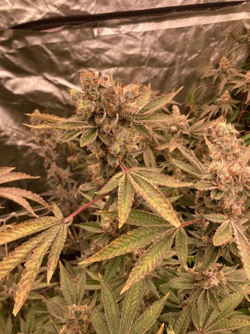 Jelly Breath S1 (In House Genetics). Week 25