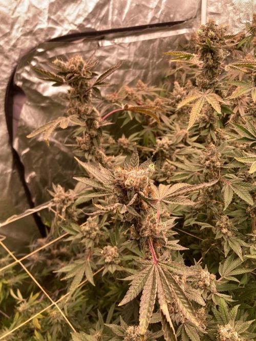 Jelly Breath S1 (In House Genetics). Week 25