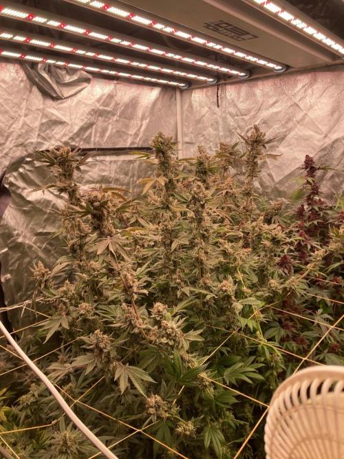 Jelly Breath S1 (In House Genetics). Week 25