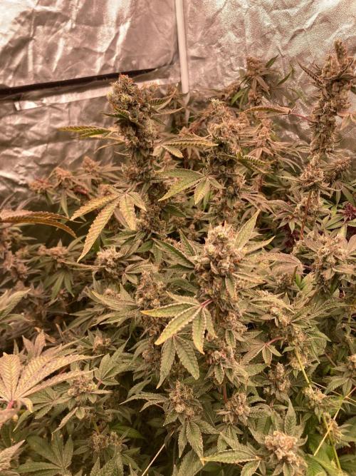 Jelly Breath S1 (In House Genetics). Week 25