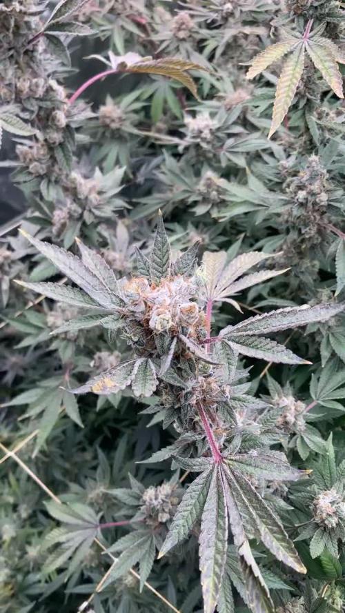 Jelly Breath S1 (In House Genetics)