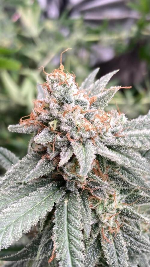 White Rhino (Green House Seeds). Week 25
