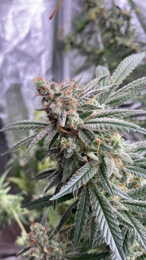 White Rhino (Green House Seeds). Week 25