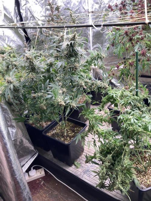 White Rhino (Green House Seeds). Week 25