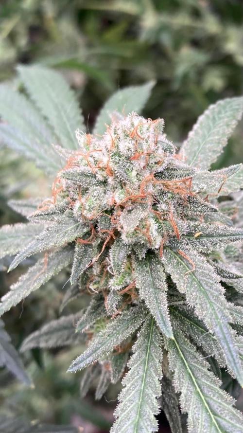 White Rhino (Green House Seeds). Week 25
