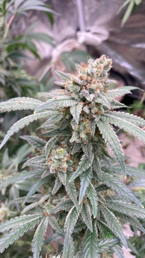 White Rhino (Green House Seeds). Week 25